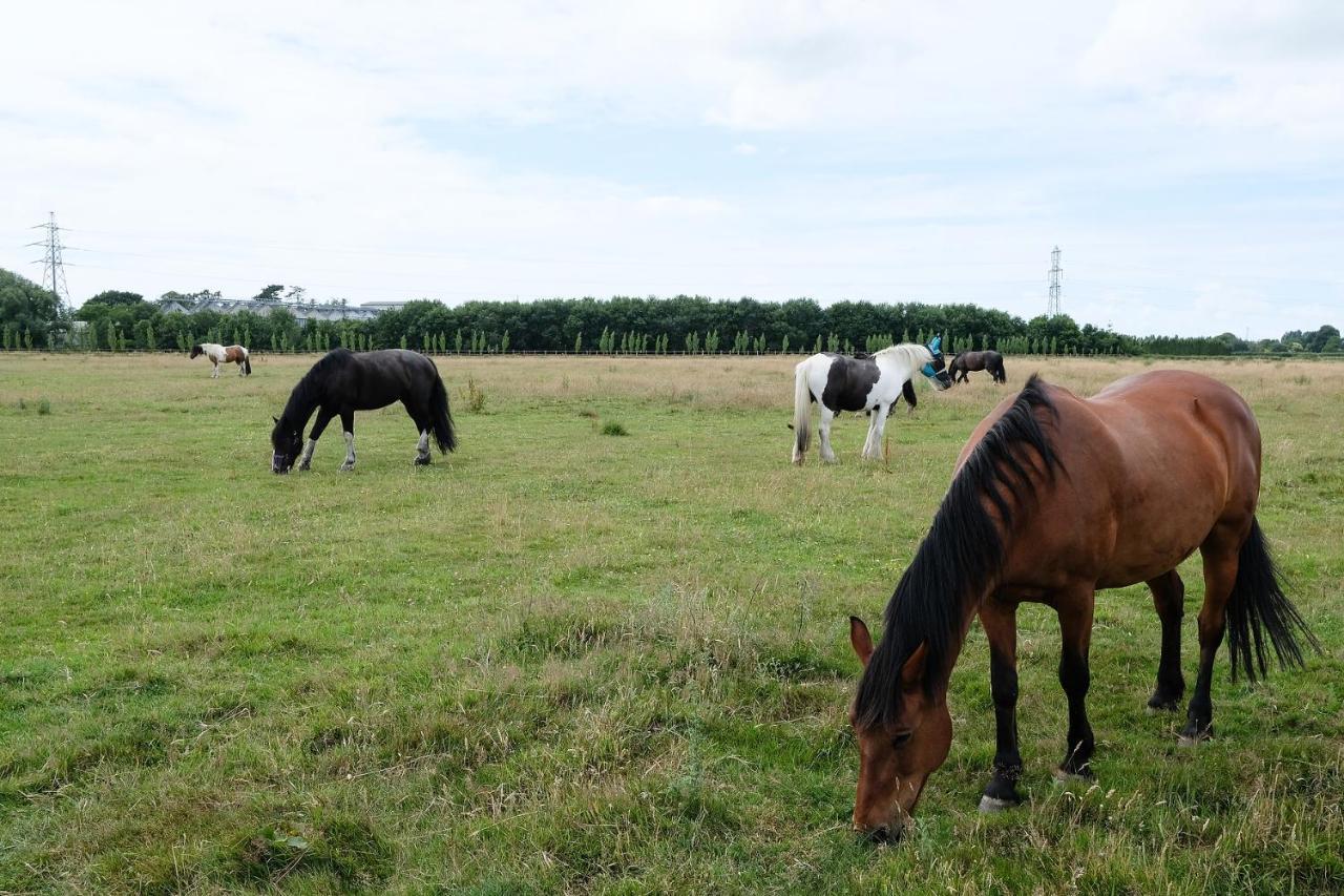 Willowbrook Riding Centre Chichester Exteriér fotografie